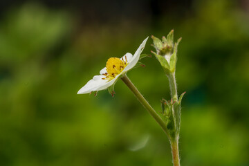 Strawberry blossom in close up view with soft bokeh background