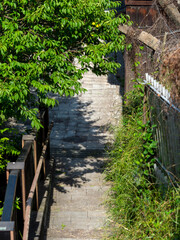 梅の木が覆う路地の風景