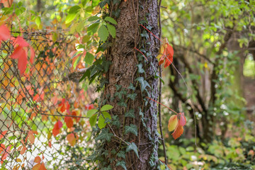 Jesienne kolorowe drzewo