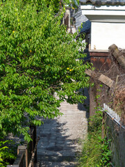 Obraz premium 梅の木が覆う路地の風景