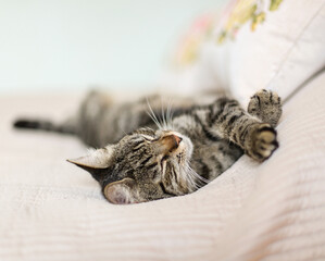 Szary kot leży na łóżku. Nowoczesne jasne wnętrze © Anna