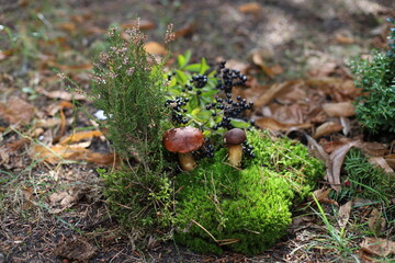 Grzyby podczas wczesnej jesieni w lesie