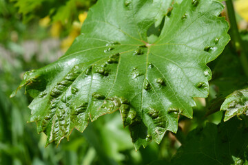 Grapes disease symptoms. Fungus disease on grape vine leaves.