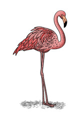 hand drawn illustration of standing flamingo