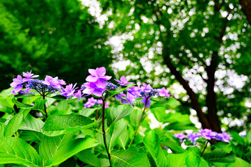 満開の紫の紫陽花