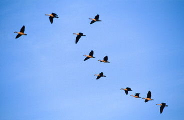 Dendrocygne fauve,.Dendrocygna bicolor, Fulvous Whistling Duck