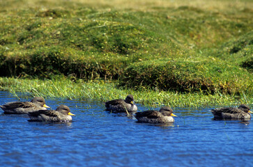 Sarcelle tachetée,.Anas flavirostris, Yellow billed Teal