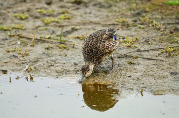 Sarcelle d'hiver,.Anas crecca, Eurasian Teal