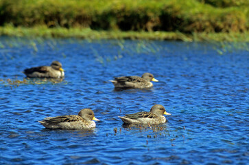 Sarcelle tachetée,.Anas flavirostris, Yellow billed Teal