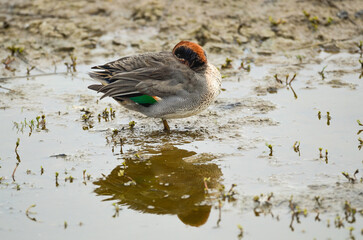 Sarcelle d'hiver,.Anas crecca, Eurasian Teal