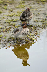 Sarcelle d'hiver,.Anas crecca, Eurasian Teal