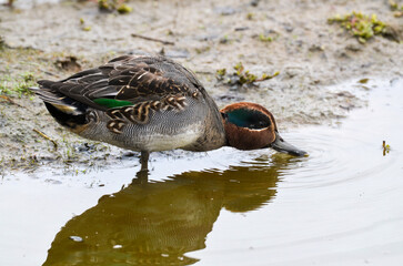 Sarcelle d'hiver,.Anas crecca, Eurasian Teal