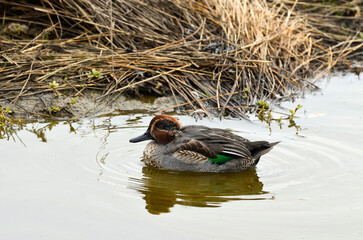 Sarcelle d'hiver,.Anas crecca, Eurasian Teal