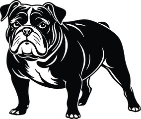 english bulldog puppy illustration