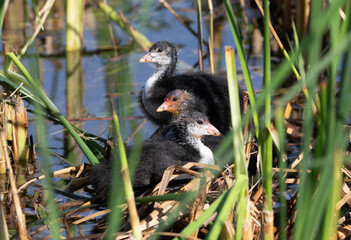 Eurasian coot, Fulica atra. The chicks are sitting in the reeds near the river bank