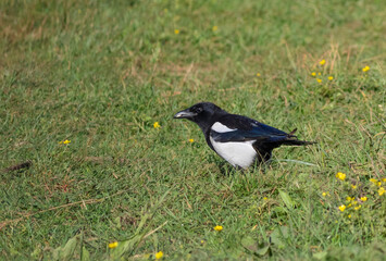 Obraz premium Eurasian magpie, Pica pica. A bird stands in the grass, holding its prey in its beak