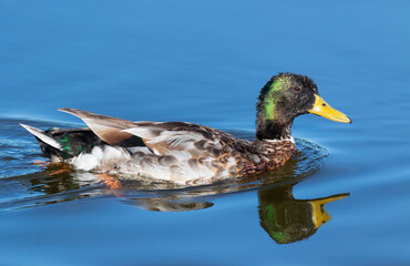 Mallard, Anas platyrhynchos. Early in the morning, a male bird floats down the river