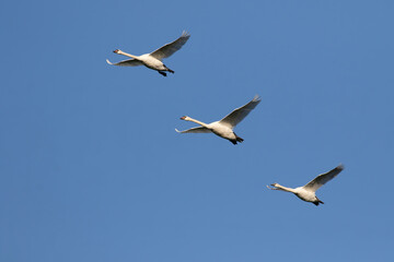 Mute swan, Cygnus olor. Three birds flying over the river against the sky