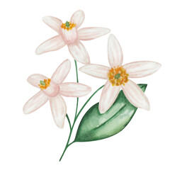 Watercolor illustration. Hand painted branch with green leaves and pink, white blooming flowers and buds. Branch of orange, grapefruit, tangerine, lemon, lime, pomelo tree. Isolated floral clip art