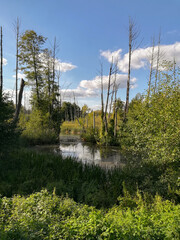 Fototapeta premium Zniszczone suche drzewa, górski krajobraz w Polsce