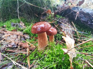 Dwa prawdziwki na tle leśnego krajobrazu. Grzybowa rodzina