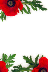 Flower red poppy and buds ( Papaver rhoeas, corn poppy, corn rose, field poppy, red weed ) on a...