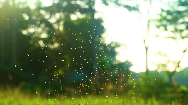 Swarming whiteflies during sunset over vibrant green rice paddy plants in Bangladesh