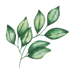 Watercolor illustration. Hand painted branch with green leaves. Tender branch. Citrus, orange, tangerine, lemon leaves. Summer, spring nature foliage. Botanical element. Isolated floral clip art