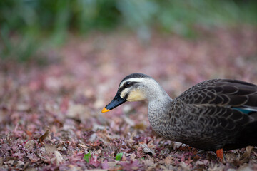 duck