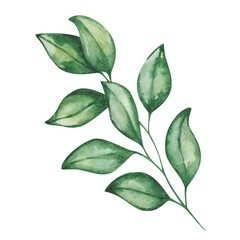 Watercolor illustration. Hand painted branch with green leaves. Tender branch. Citrus, orange, tangerine, lemon leaves. Summer, spring nature foliage. Botanical element. Isolated floral clip art