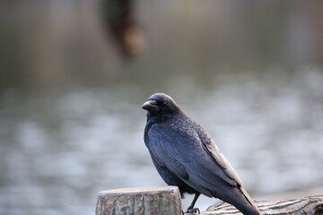 Crow