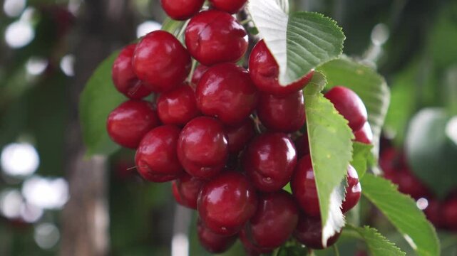 Ripe organic cherries ready to be harvested as fresh ecological food.