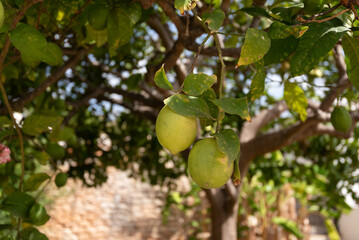 Zitronenbaum voller Früchte inmitten von Blüten