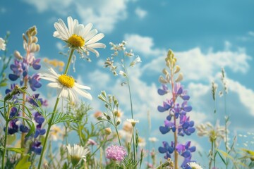 Wildflowers Under Blue Sky