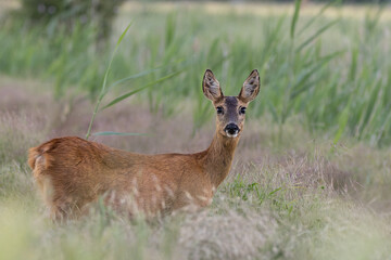 Young female deer on the edge of the field between grasses