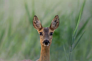 Portrait of a young female deer
