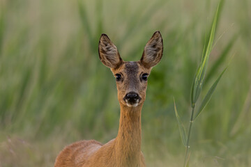 Portrait of a young female deer