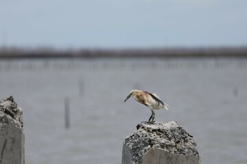 great crested grebe