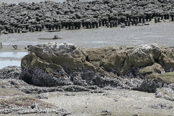 crocodile on the beach