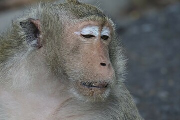 close up of a baboon