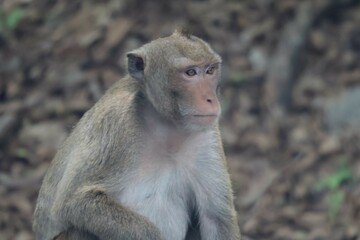 portrait of a baboon