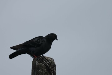 pigeon on a fence