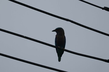 blackbird on a branch