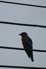 blackbird on a branch