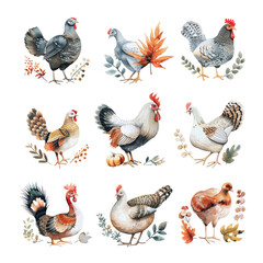 Thanksgiving turkeys  and decoration, isolated design element set.