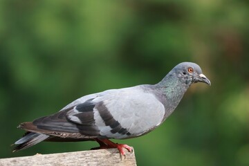 close up of a pigeon