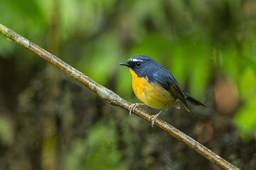 Male Snowy-browed Flycatcher perched on a branch