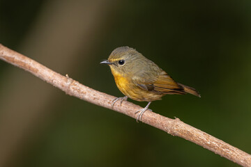 Female Snowy-browed Flycatcher perched on a branch