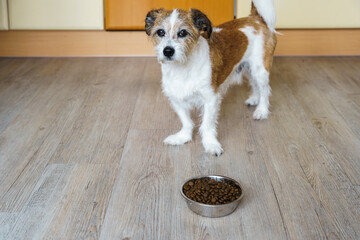 Ein kleiner Terrier Hund steht vor einem Hundenapf mit Trockenfutter. Abwarten, Haustier.