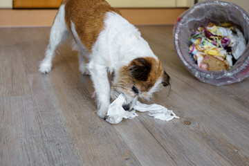 Ein kleiner Terrier Hund mit einem umgekippten Mülleimer in einer Küche. Haustier, Chaos. 